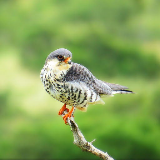 Hd-161028-ascw161028