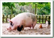 pig-on-farm