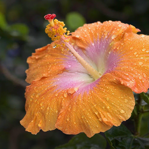 Hd-151314-ascw151314