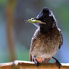 Red Vented Bulbul