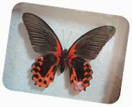 бабочки 123