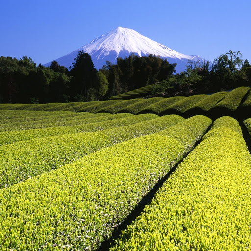 Hd-133105-ascw133105