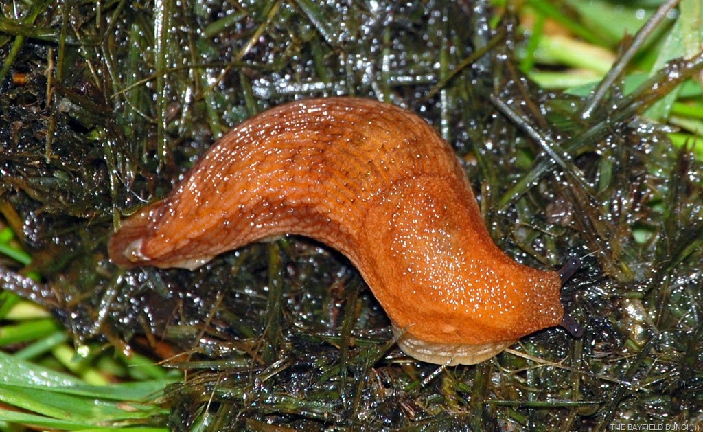 [DSC_2707%255B4%255D.jpg]