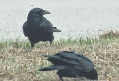 crow in grass2