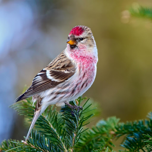 Hd-176998-ascw176998