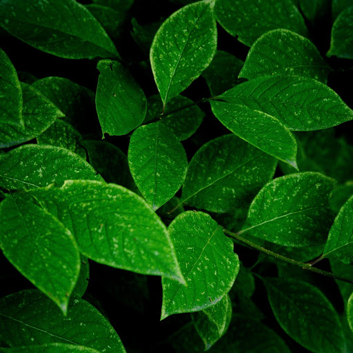 Hd-163515-ascw163515