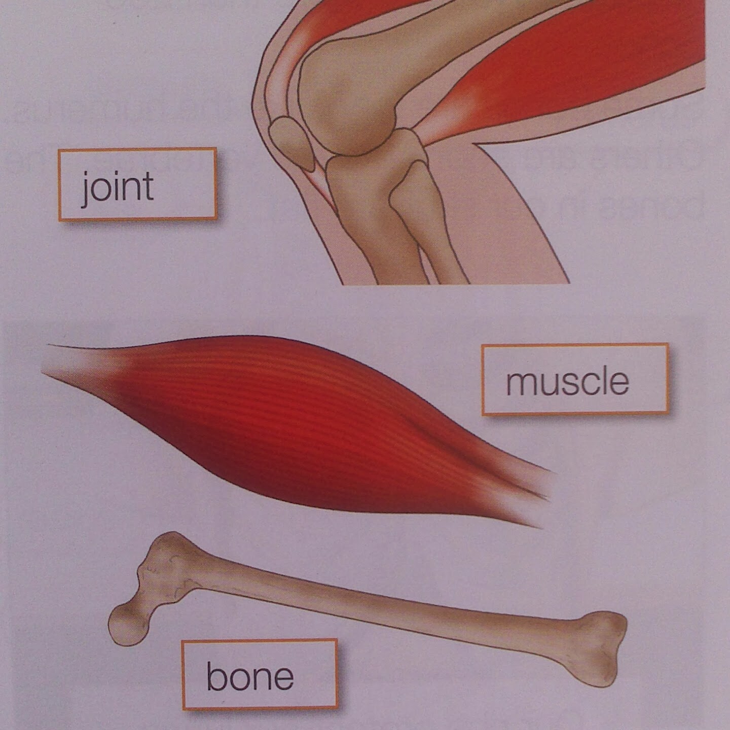 Bones and muscles. Мышцы и кости. Кость и мышца. Вместо мышцы кость. Bone Joint muscle stretching.