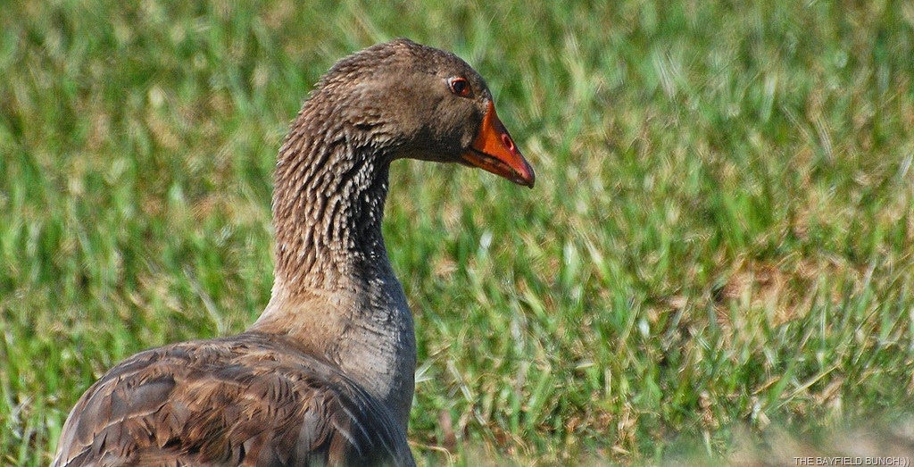 [DSC_1332%255B6%255D.jpg]