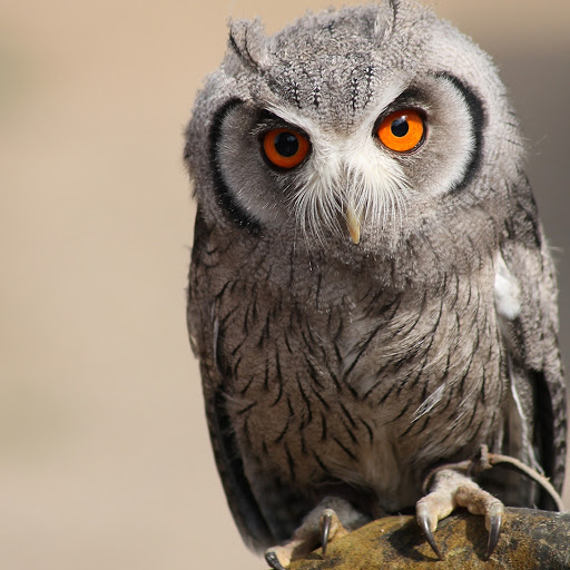 Hd-181134-ascw181134