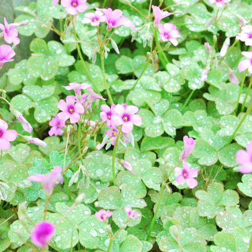 Hd-133318-ascw133318