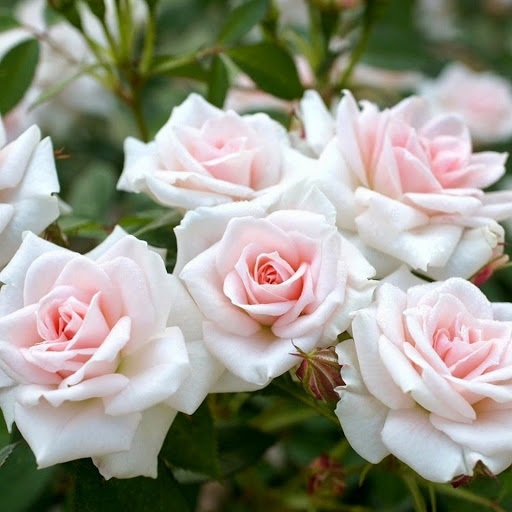 Hd-141693-ascw141693