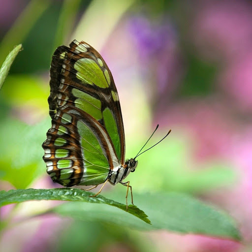 Hd-169071-ascw169071