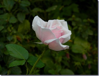 DSCN5203 DSCN5203