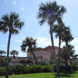 palm trees at  cocoa beach in Cocoa Beach, United States 