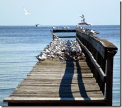 Pier full of seagulls