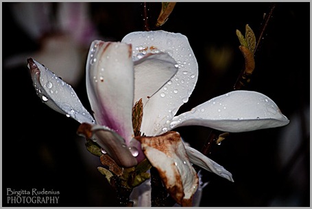 blom_20120509_magnolia