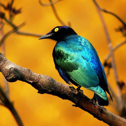 Hd-174081-ascw174081