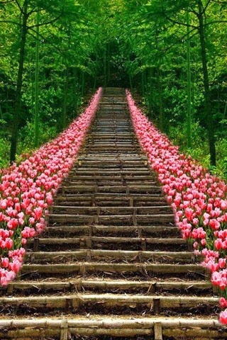 [Path-of-Pink-Tulips%255B3%255D.jpg]