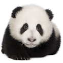 Panda chub live wallpaper