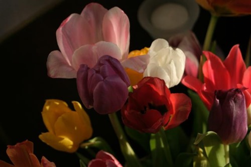 20080312tulpen (Small)