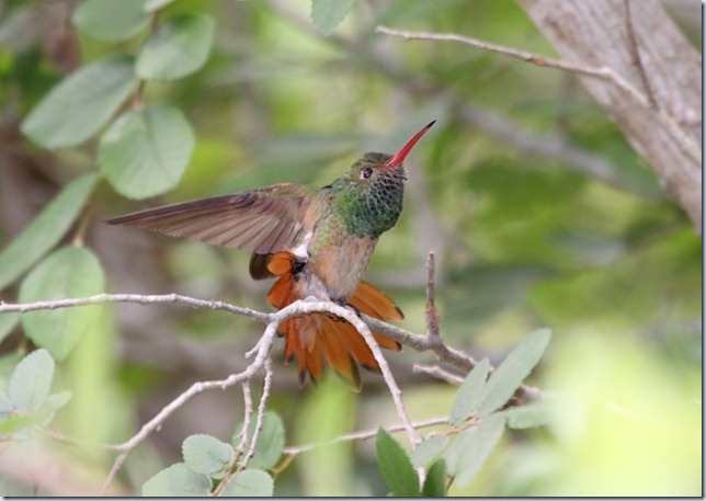 buff-bellied_hummingbird