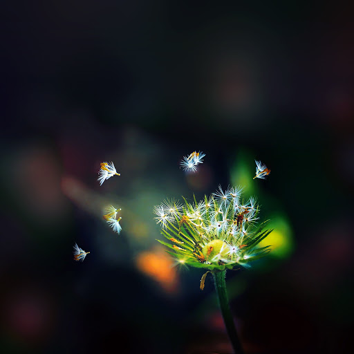 Hd-161282-ascw161282