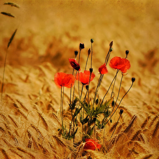 Hd-152188-ascw152188