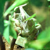 Veiled chameleon