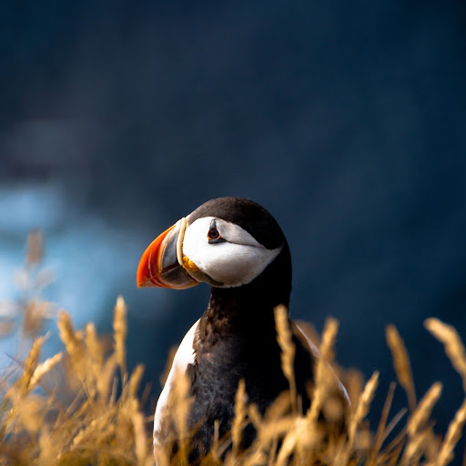 Hd-183921-ascw183921