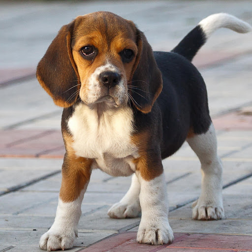 Hd-162397-ascw162397