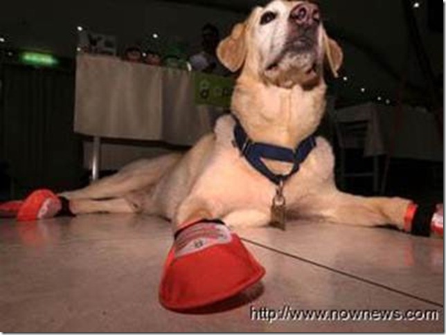 呵護導盲犬的腳 寵物氣墊鞋