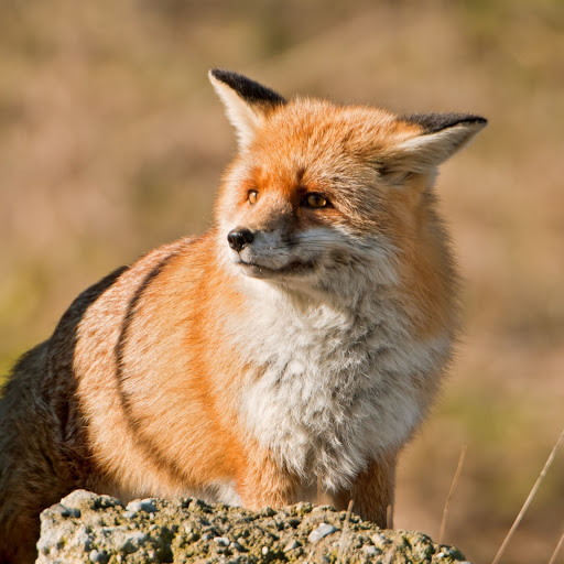 Hd-158203-ascw158203