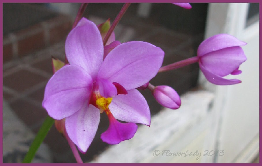[12-15-grnd-orchids%255B4%255D.jpg]