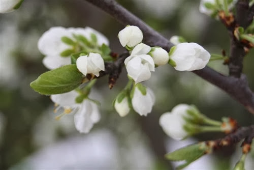 20090410 (1) (Small)