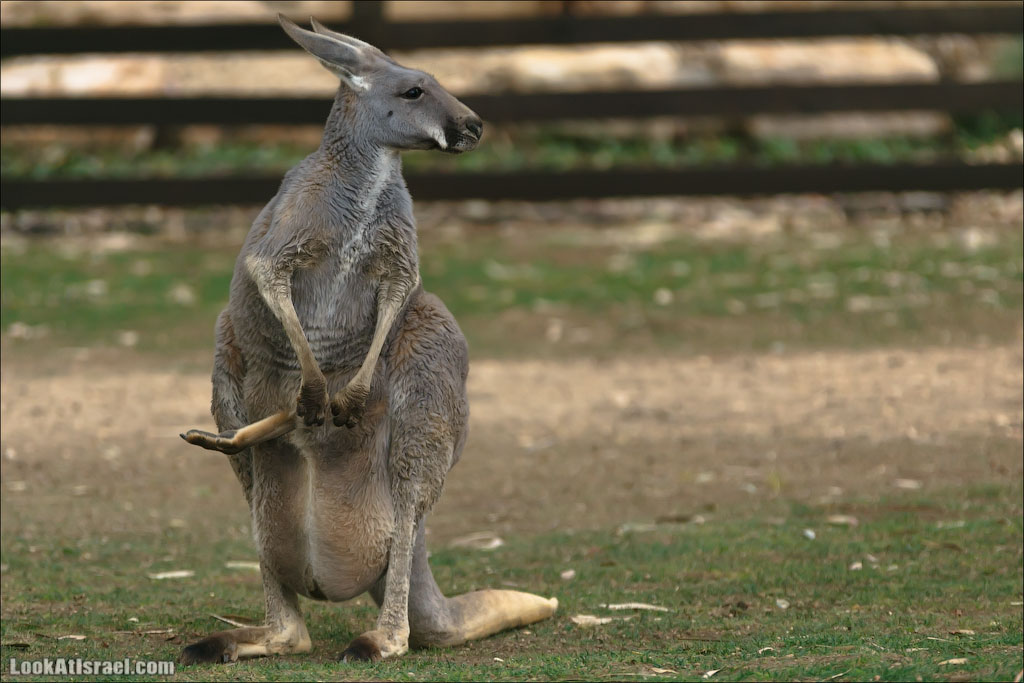 Ган Гуру - парк с кенгуру и другими австралийскими животными | Gan Guru | גן גורו | LookAtIsrael.com - Фото путешествия по Израилю