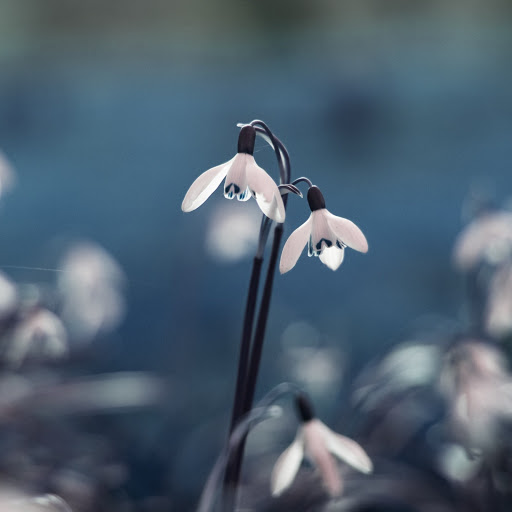 Hd-171503-ascw171503