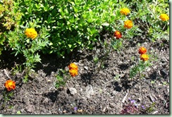 Marigolds