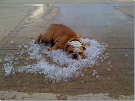 Dog In Ice