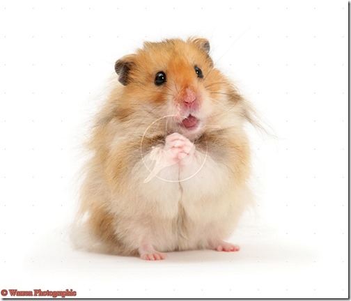 hamster grande imagen (14)