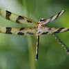 Halloween Pennant Dragonfly