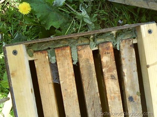 Гнёзда пчел-листорезов из берёзовых листьев