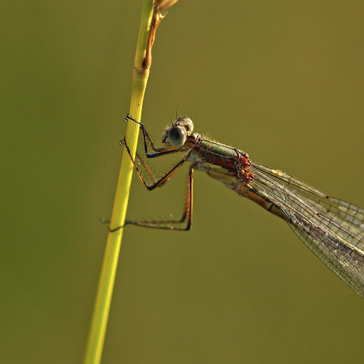 Hd-163640-ascw163640