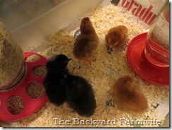 BBC chicks - The Backyard Farmwife