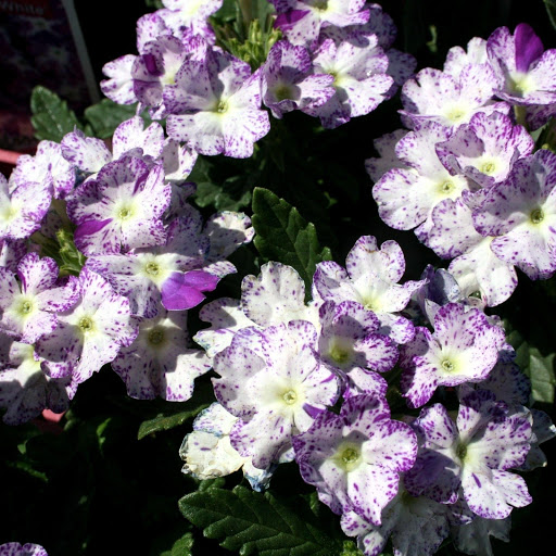 Hd-168827-ascw168827