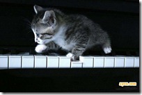 gato pianista blogdeimagenes (21)