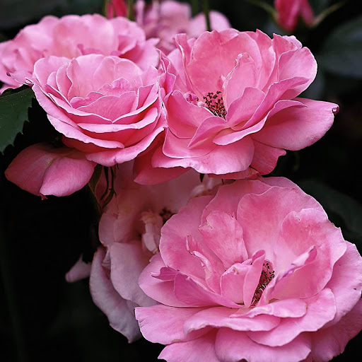 Hd-152521-ascw152521