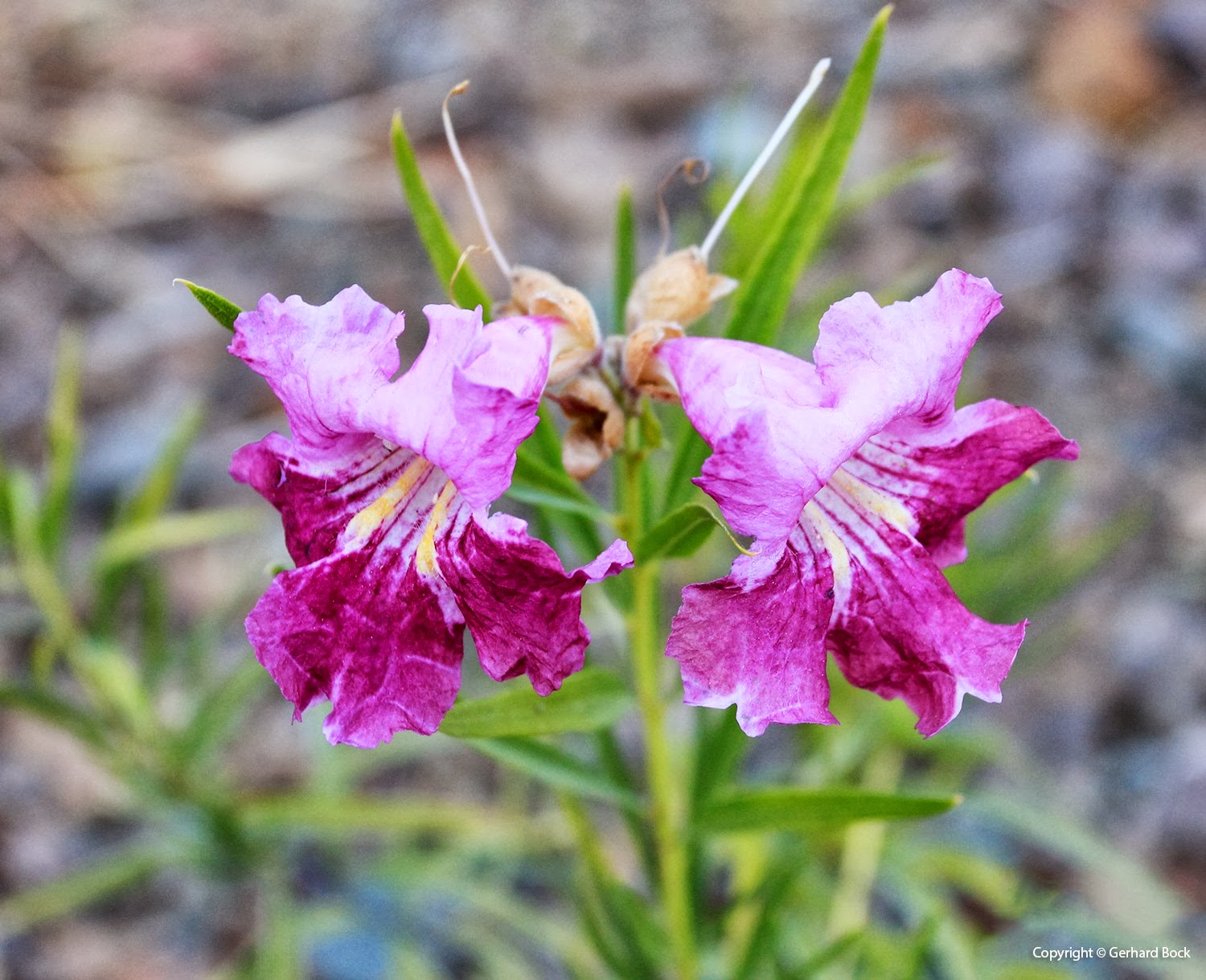 [131004_RBG_Fall_Sale_Chilopsis-linearis_01%255B6%255D.jpg]