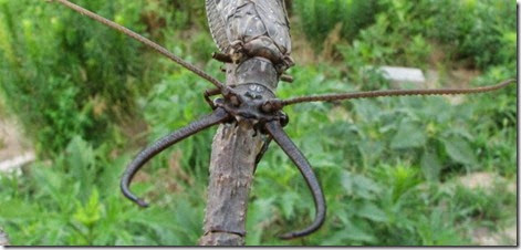 insecto gigante descubierto en China