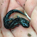 White-spotted slimy salamander.