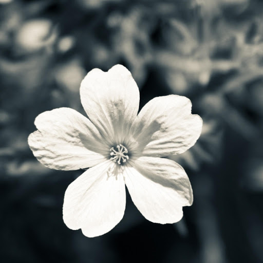 Hd-177100-ascw177100